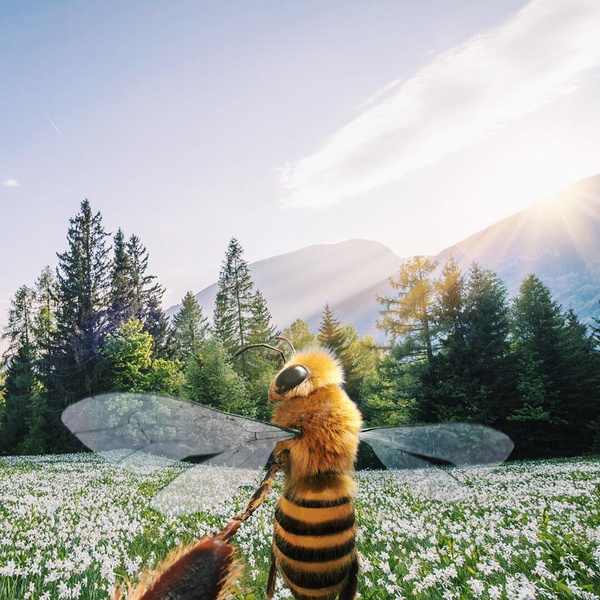 В Инстаграме (запрещенная в России экстремистская организация) появилась пчела-блогер, которая борется за защиту природы