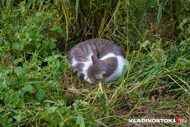 Источник: Елена Буйвол / VLADIVOSTOK1.RU