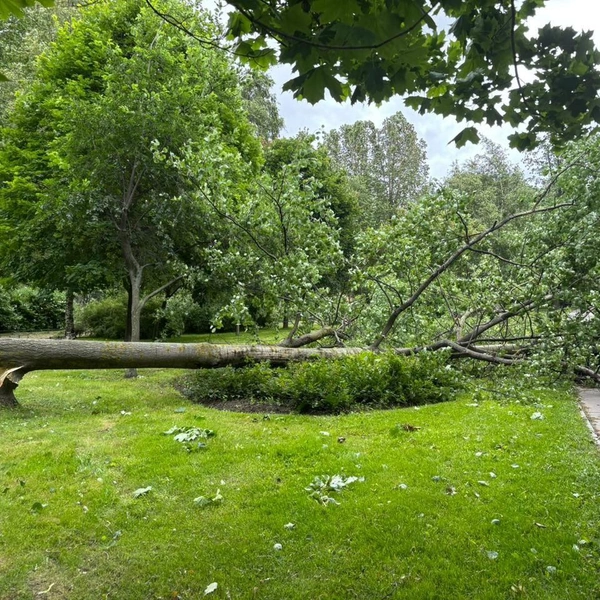 Источник: Комитет по благоустройству СПб