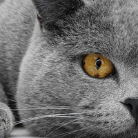 Аватарка mistress-