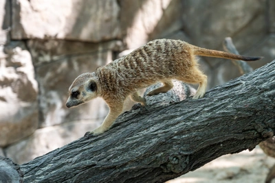 В Сибирском зоопарке родились детеныши дикобразов и сурикатов
