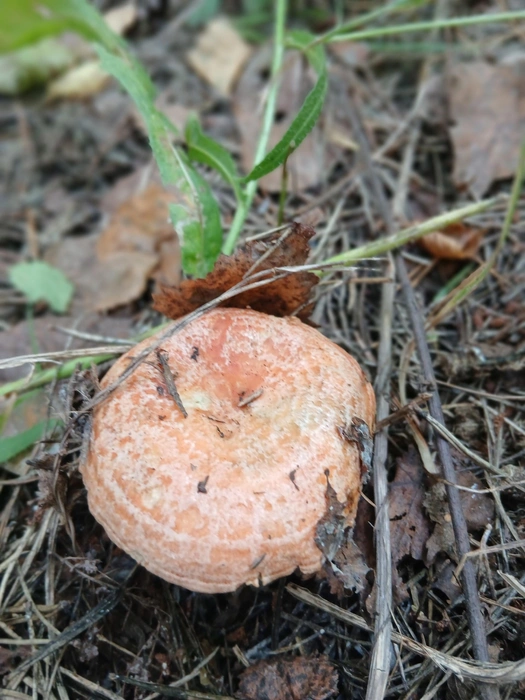 Вечером пожарим тебя с картошечкой!  | Источник: Лучшие ГРИБНИКИ Самарской и Ульяновской области / Vk.com 