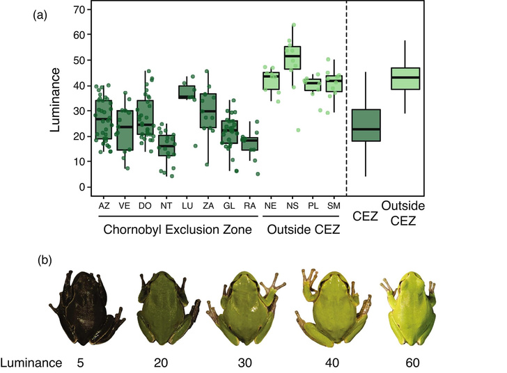 Экстренная эволюция: зачем чернобыльские лягушки радикально поменяли окрас