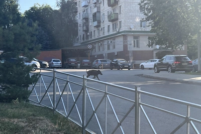 Дикий кабан прогулялся по центру Волгограда