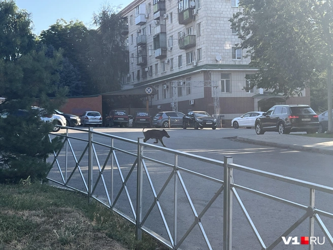 Кабан деловито осваивал просторы парка «Мы вместе» | Источник: читатели V1.RU