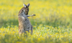 Австралийский кенгуру забыл дома гитару