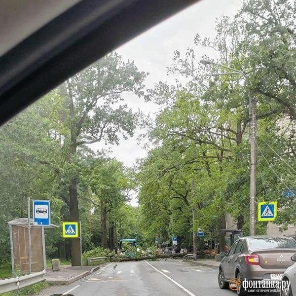 На улице Аккуратова, на остановке у центра Алмазова, провода на асфальте, дерево перекрыло движение, автобусы встали | Источник: «Мегаполис»