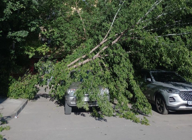 На улице Семинарской дерево рухнуло на припаркованные автомобили | ya62.ru