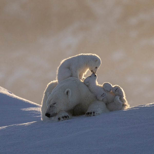 Финалист в номинации «Млекопитающие» | Источник: Jules Oldroyd / European Wildlife Photographer of the Year 2025
