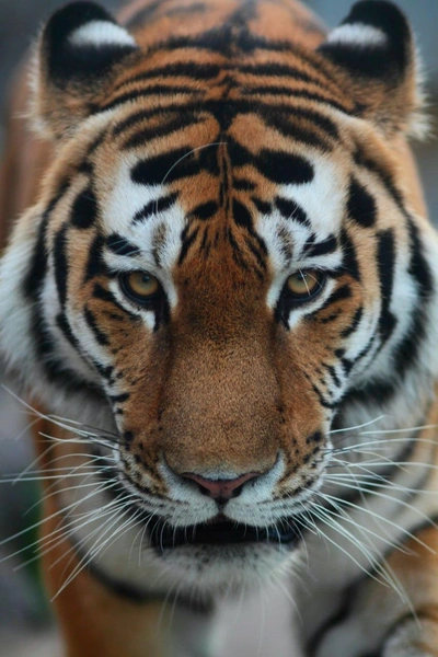 «За грозной внешностью скрывался пугливый ребенок»: в Ленинградском зоопарке умер 16-летний амурский тигр Амадей