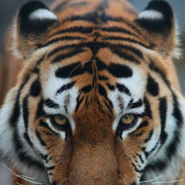 Источник: Телеграм-канал Ленинградского зоопарка