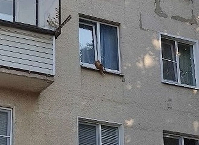 В Рязани сотрудники МЧС спасли застрявшего в окне кота | ya62.ru