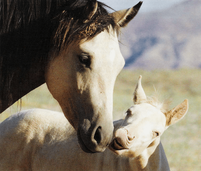 Американские репатрианты: как лошади вернулись на свою историческую родину