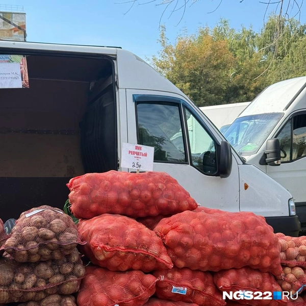 Репчатый лук стоил 25 рублей за кило у каждого продавца | Источник: Полина Шевчукова / NGS22.RU