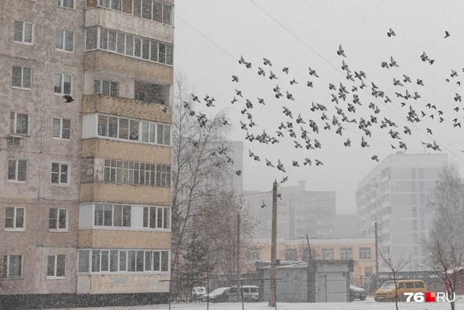 Ежедневные ливни изредка сменяли обильные снегопады | Источник: Артем Бауман / 76.RU