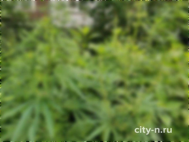 Источник: www.city-n.ru