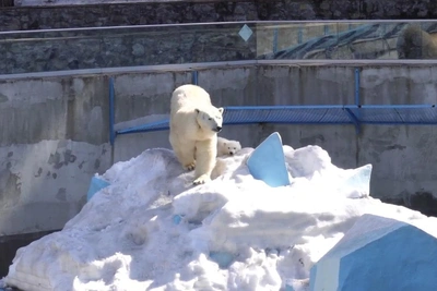 Медведица Герда обучает детеныша лазанью по айсбергу
