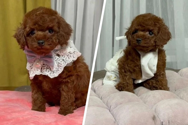 Щенки на момент продажи напоминали мягкие игрушки | Источник: Avito.ru