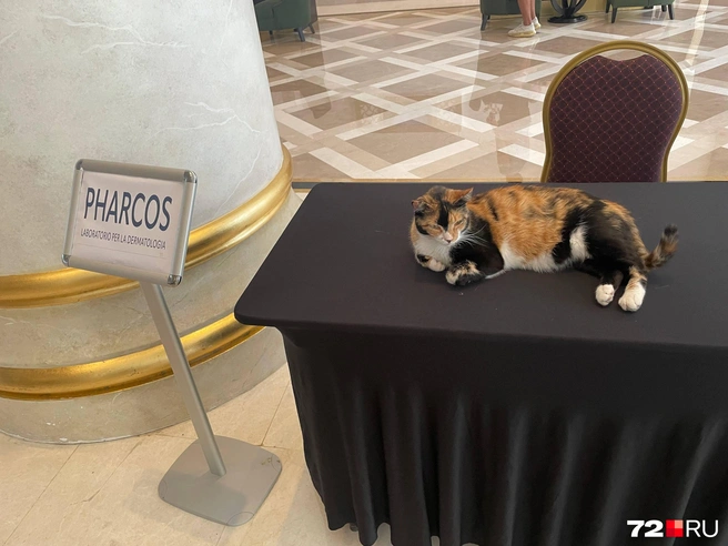 Кошек здесь много | Источник: Радик Енчу / 72.RU