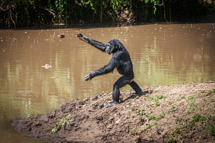 Освоили навык за неделю: шимпанзе-иммигрантка научила сородичей копать колодцы
