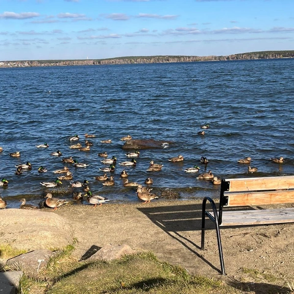 Уточки купаются в водоеме  | Источник: читательница Галина
