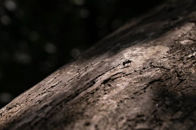 Ресторан «Грибоедов» судится с блогером из-за отзыва о муравьях