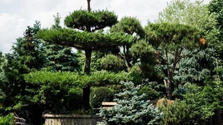 5 необычных растений для сада: советы Imperial Garden