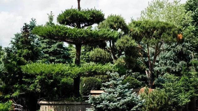 5 необычных растений для сада: советы Imperial Garden