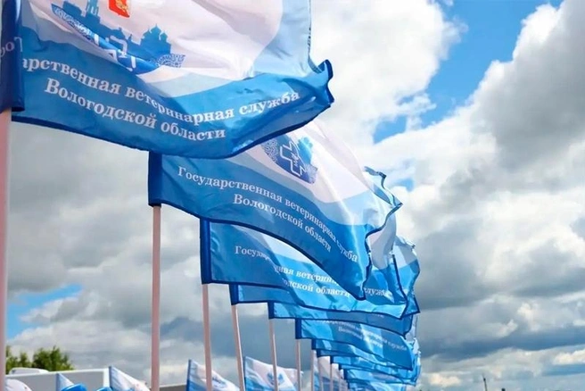 Источник: st.cherinfo.ru