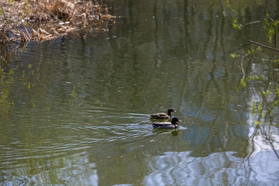 В Дону нашли тело 45-летнего мужчины
