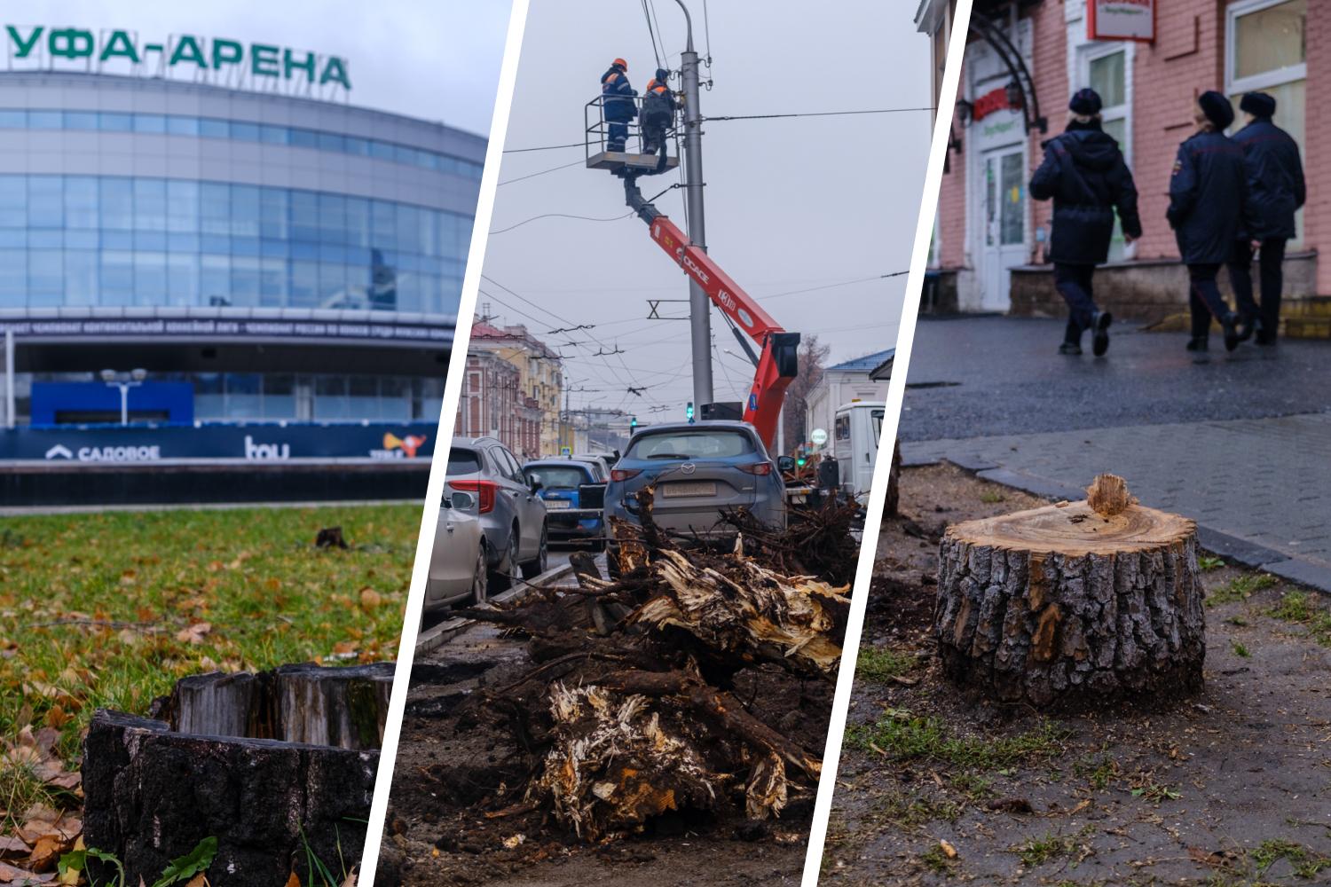 Где и почему в Уфе спиливают деревья: подборка фото - 15 ноября 2023 -  УФА1.ру