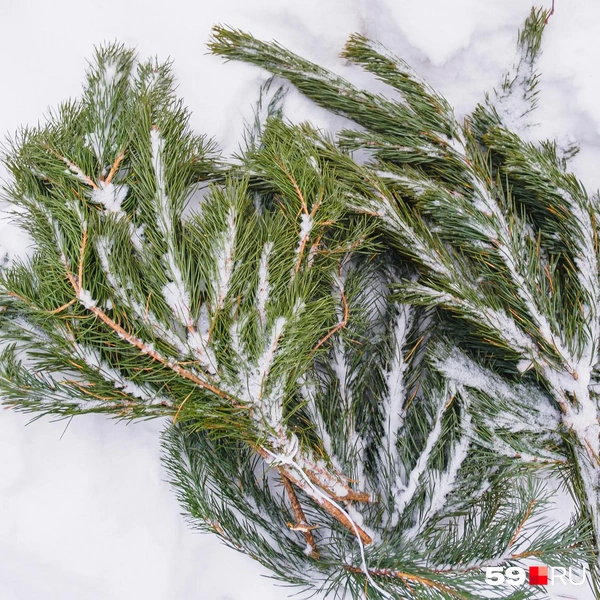 Лапник стоит 500 рублей | Источник: Тимофей Калмаков / 59.RU