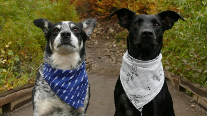 Тест: Выберите любимую породу собак и узнайте доминирующую черту вашей личности — часть 9