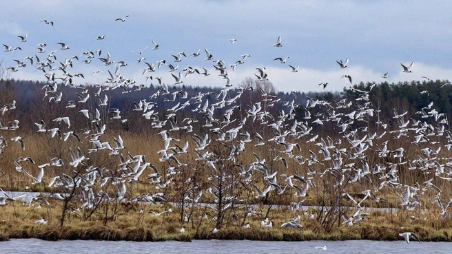 Рассказываем, какие птицы залетают в Петербург во время осенней миграции. Среди них есть настоящие рекордсмены | Источник: Официальный канал Кирилла Соловейчика