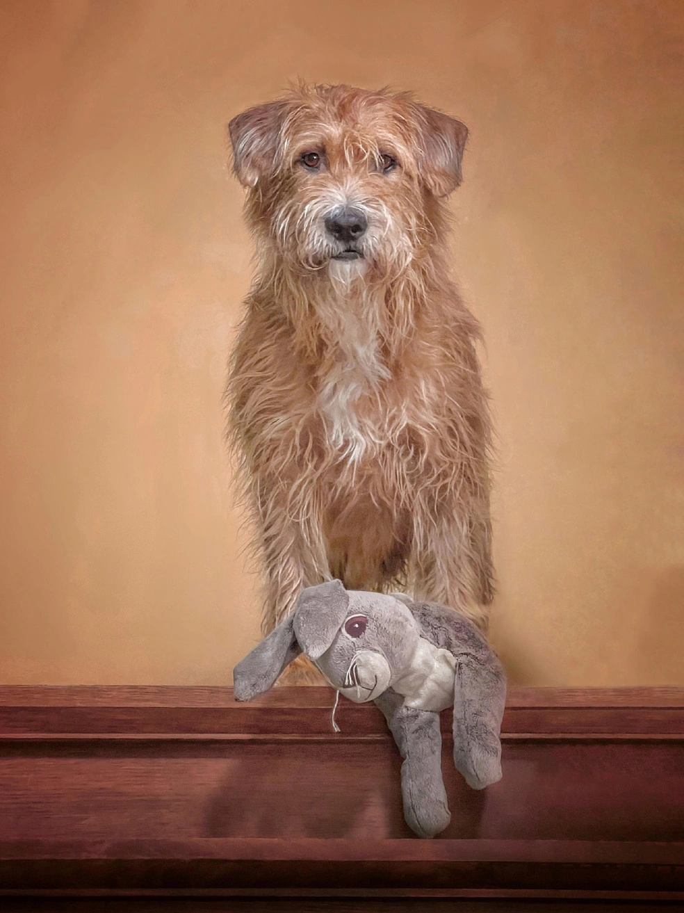Победитель в номинации «Мобильная съемка» | Источник: Christel Wellens / International Pet Photography Awards 2026
