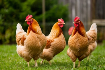 В Приамурье вакцинировали около 10 тысяч птиц от гриппа