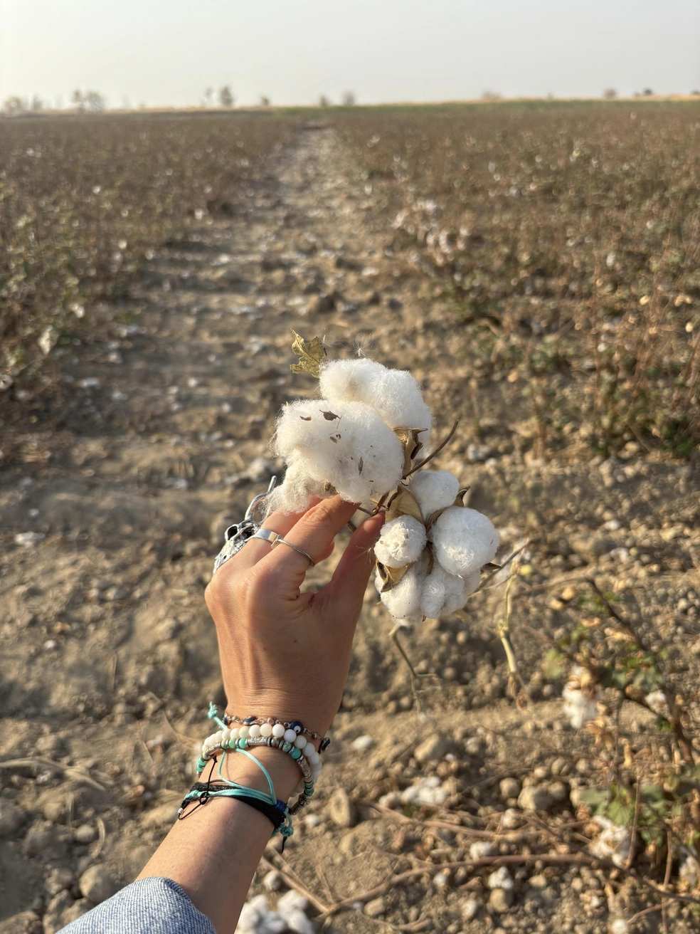 Хлопковые поля в Узбекистане | Источник: captainu_lyalya / T.me