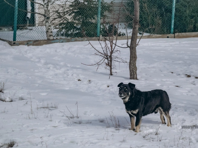 Сцена, напоминающая одиночество зимнего пейзажа | Источник: Юлия Воропаева