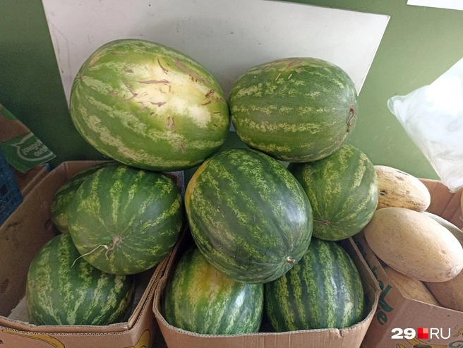 Сможете понять по внешнему виду, вкусный ли арбуз? | Источник: Иван Митюшёв / 29.RU
