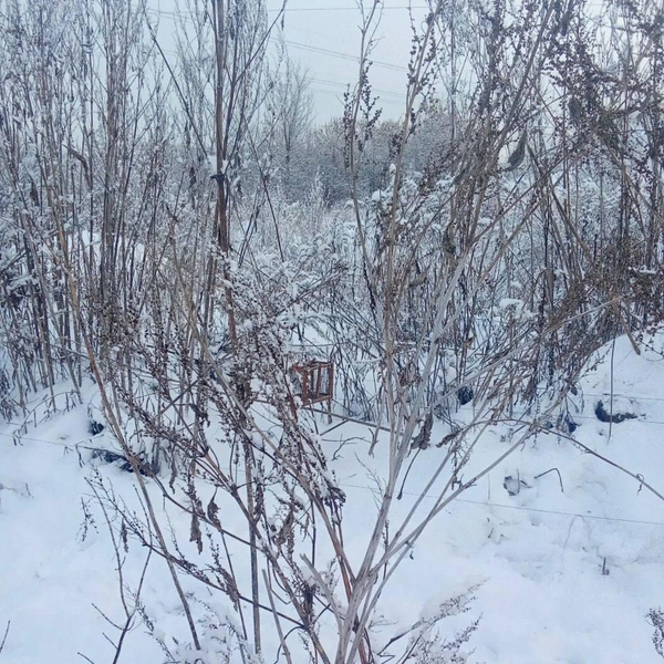 Ловушки сложно заметить и человеку | Источник: «Минприроды Самарской области» / T.me