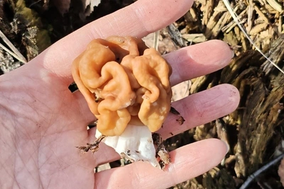 Строчки-малютки: первые грибы нашли в Нижегородской области