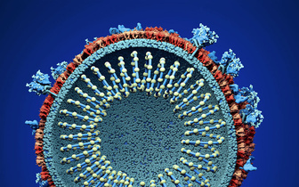 Инфографика: слабые места коронавируса