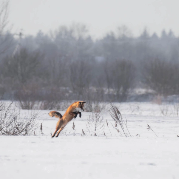 Источник:  Антон Кубышкин / «Грибы и Грибники СПб» 