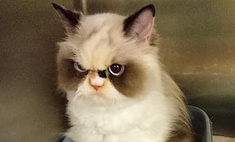 Знакомься — новый Grumpy Cat, кошка по кличке Мяу-Мяу (фото)