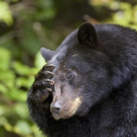 Аватарка Sibir