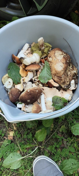 Источник: «Грибы и Грибники Подмосковья» / vk.com