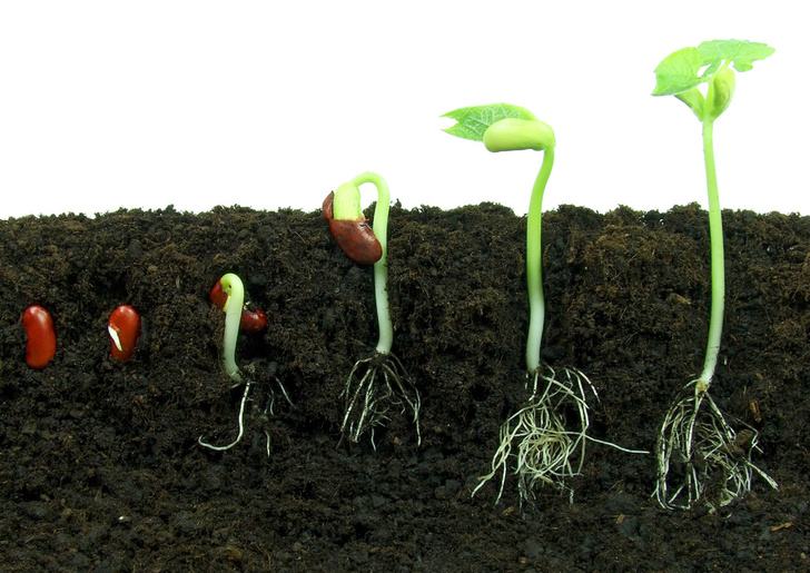 Как прорастающие семена растений узнают, где верх, а где низ?