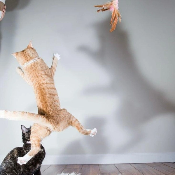 Источник: Barb Wentzel / @comedypetphoto_awards