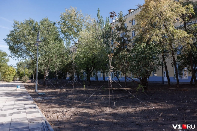 Часть старых деревьев осталась нетронута, хотя особенно крупные представители всё же пошли под скос | Источник: Алексей Волхонский / V1.RU