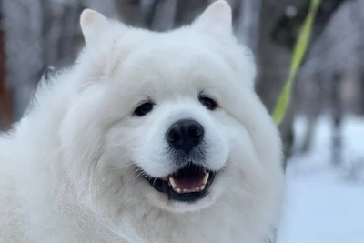 Самоед: ключевые советы для будущих владельцев